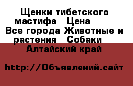 Щенки тибетского мастифа › Цена ­ 80 - Все города Животные и растения » Собаки   . Алтайский край